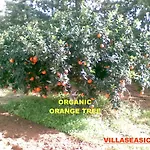 Villa Villaseasicily , Pool Salt Water And Natural Chlorine In - Palermo